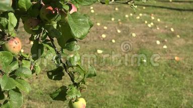 <strong>苹果</strong>树枝上有红色的成熟果实和意外收获的<strong>苹果</strong>。 改变焦点。 4K